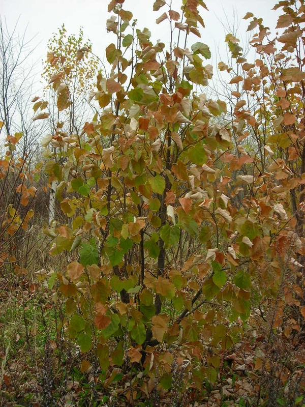 Посадка липы крупнолистной Tilia