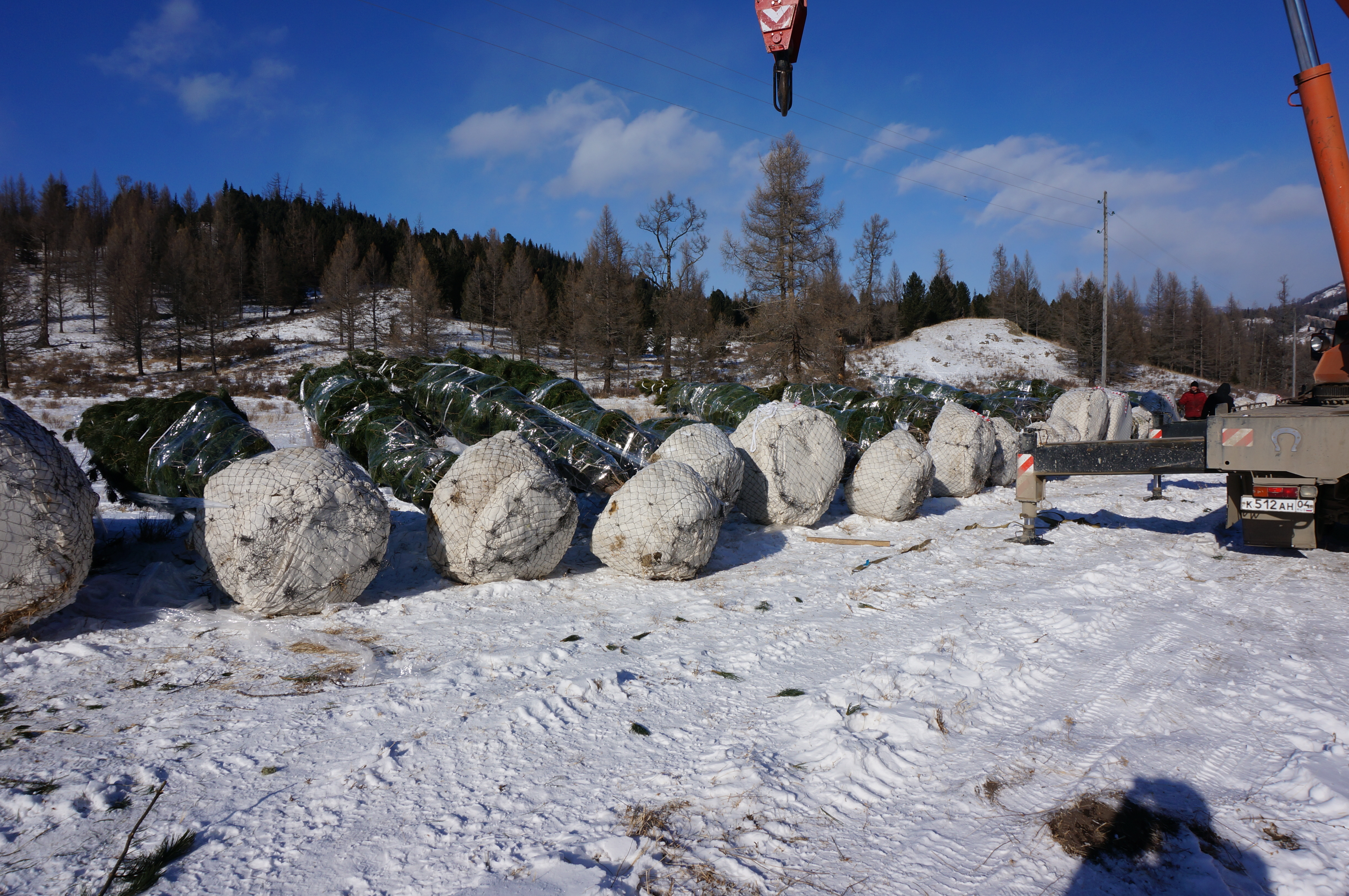 Посадка кедра сибирского