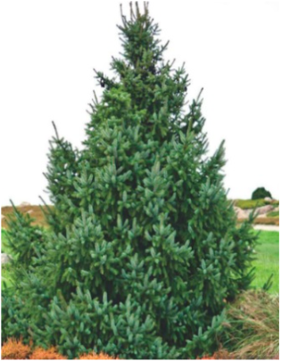Сербская ель 2-3 метра