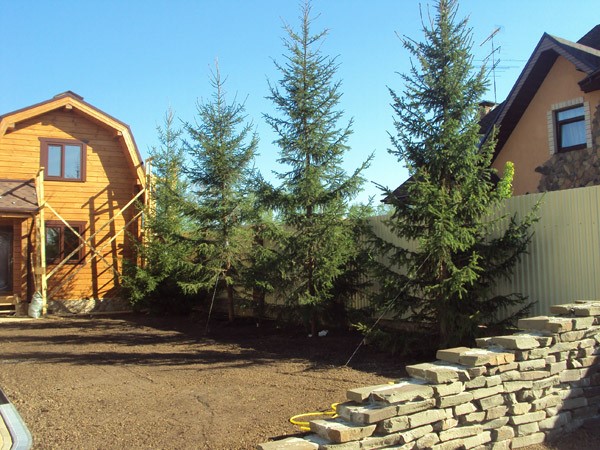 Все о деревьях крупномерах