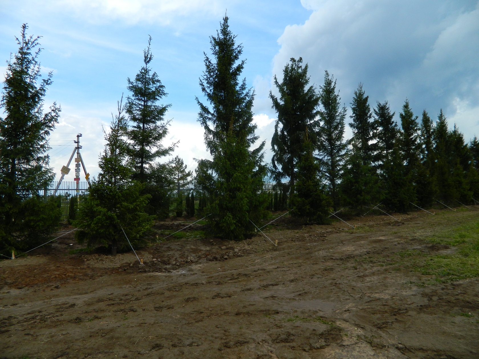 Ель обыкновенная