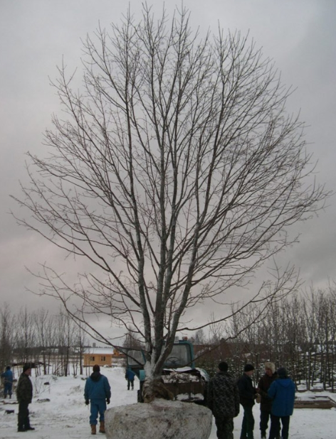 Клен остролистный 10 – 12 метров